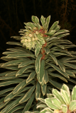 Euphorbia characias 'Silver Swan' RCP3-06 071.jpg